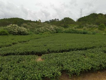 热剧《三十而已》带火“手工茶” 陆丰小村竟隐藏千年古法茶园